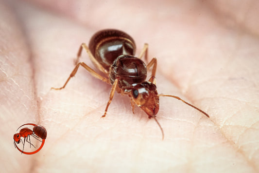 Arrival of Honey Pot Ants | Resuming shipping + other new products!