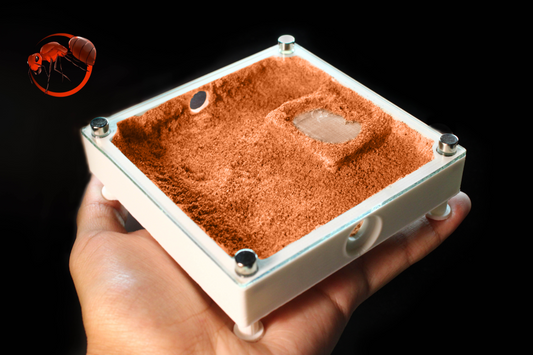 Ant nest (Sand Plains) 4x4in