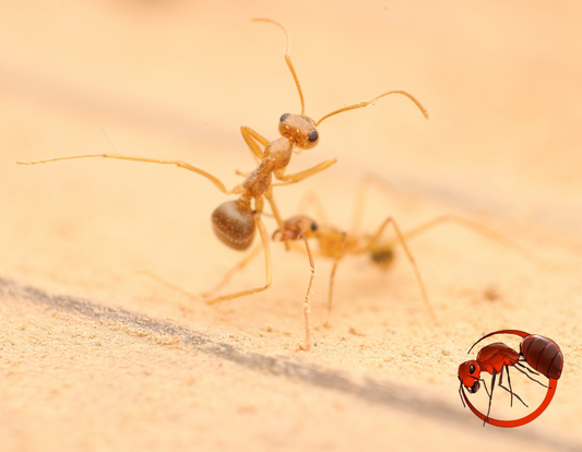 Myrmecocystus testaceus workers fighting. Formistudio.ca