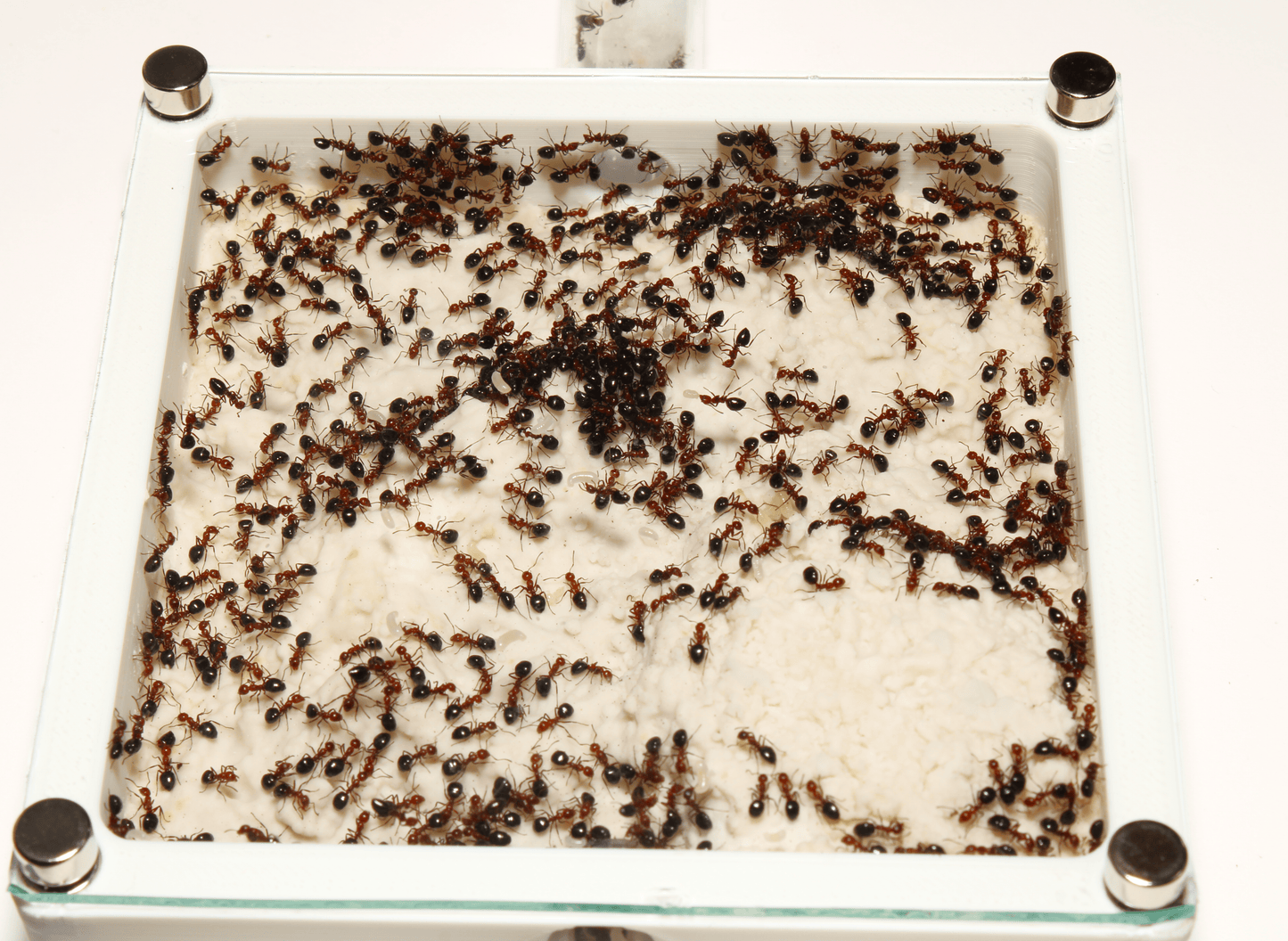 Ant nest (Sand Plains) 4x4in