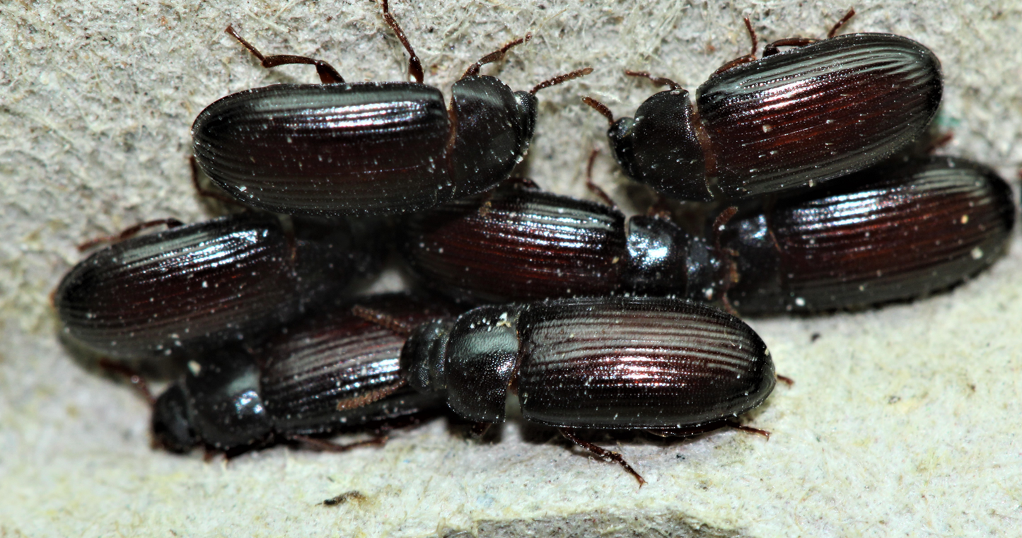 Peanut beetle larvae (Feeder Culture)