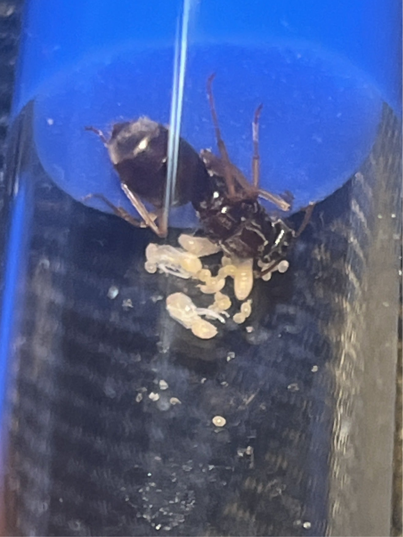 Myrmecocystus testaceus (honey pot)