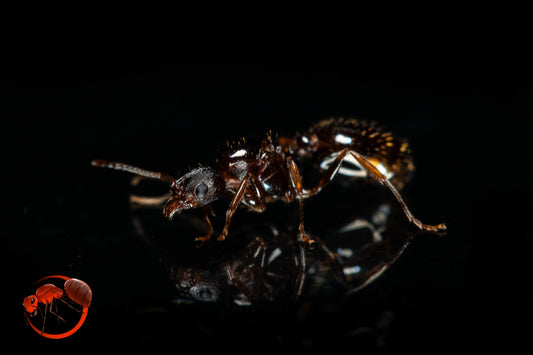 Aphaenogaster occidentalis ||Live Queen|| [Western Collard Ants]