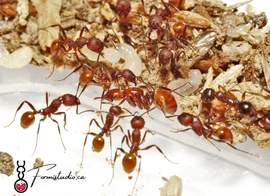 Aphenogaster tennesseensis ||Live Queen|| [Tennessee Collared ant]