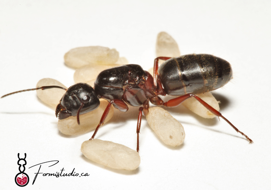 Camponotus herculeanus ||Live Queen|| [Hercules Carpenter Ant]