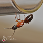 Camponotus Nearcticus ||Live Queen|| [Slim Carpenter Ant]