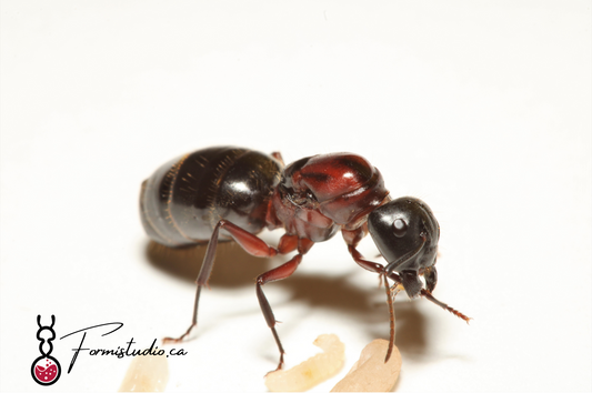 Camponotus novaeboracensis ||Live Queen|| [New York Carpenter Ant]