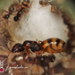 Camponotus Subbarbatus ||Live Queen|| [Bumble Bee Carpenter Ant]