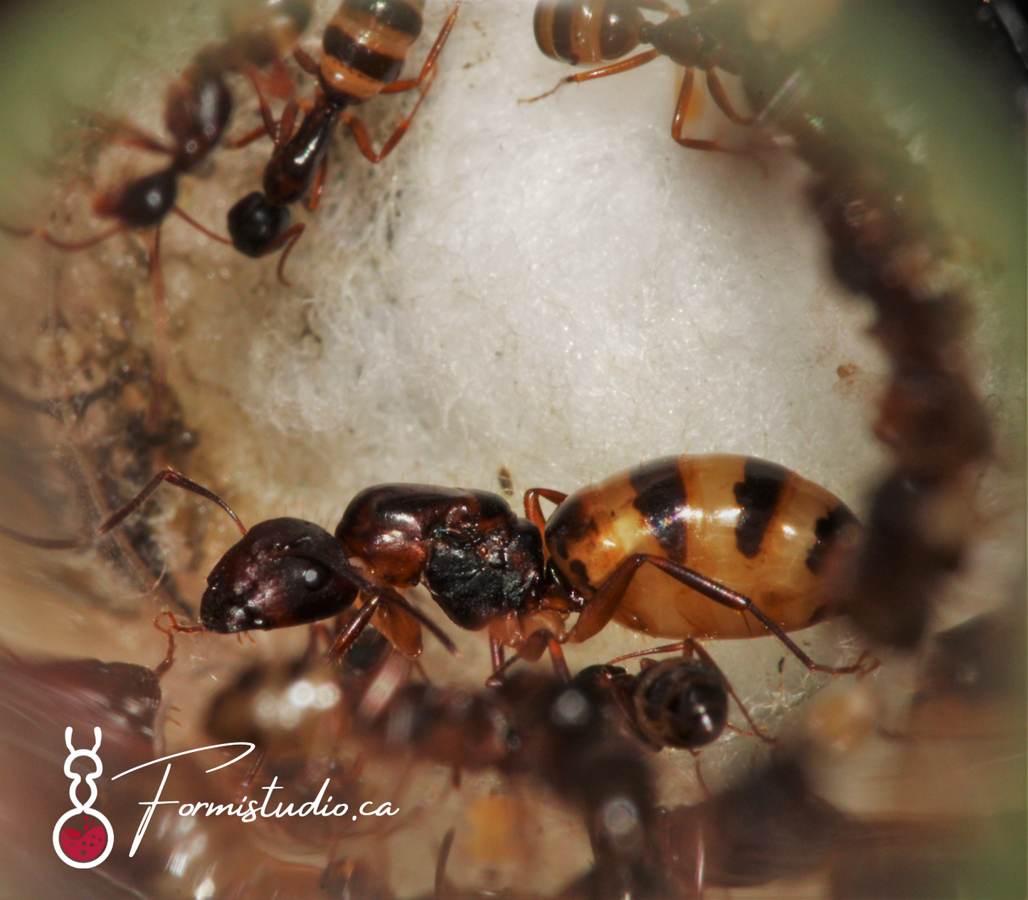 Camponotus Subbarbatus ||Live Queen|| [Bumble Bee Carpenter Ant]