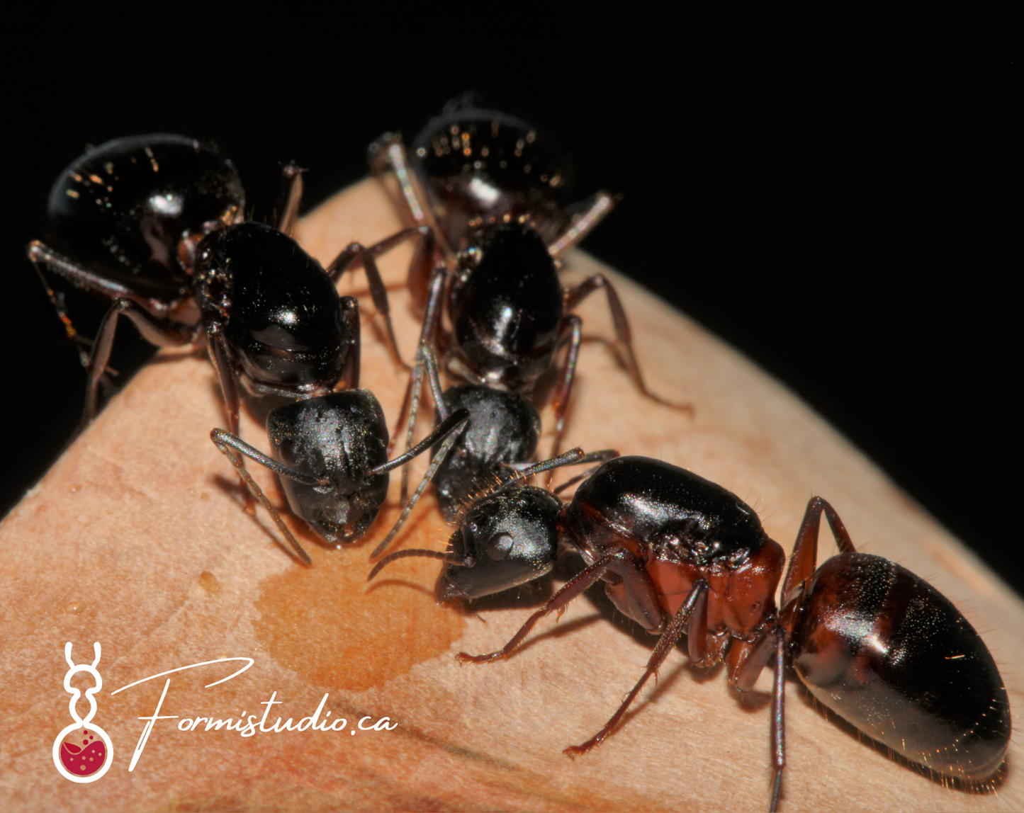 Camponotus vicinus ||Live Queen|| [Bicolored Carpenter Ant] (Red Morph)