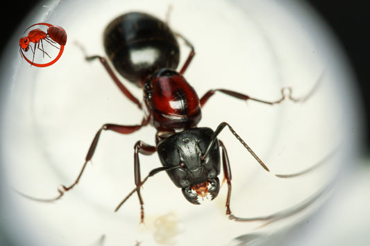Camponotus novaeboracensis queen|Formistudio 