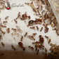 Pheidole pilifera ||Live queen|| [Hairy Big-Headed Ant]