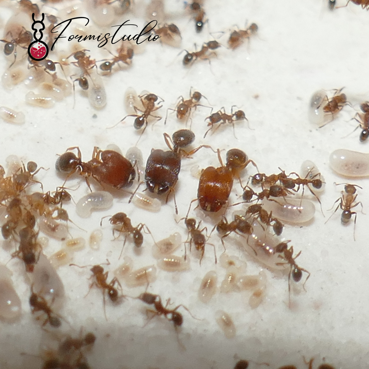 Pheidole pilifera ||Live queen|| [Hairy Big-Headed Ant] – Formistudio