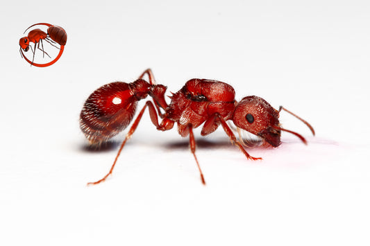 Pogonomyrmex occidentalis ||Live Queen|| [Western Harvester Ant]