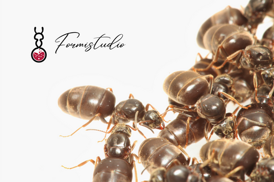 Lasius niger ||Live Queen|| [Garden Ant]