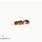 Myrmica Americana ||Live queen|| [American fire ant]
