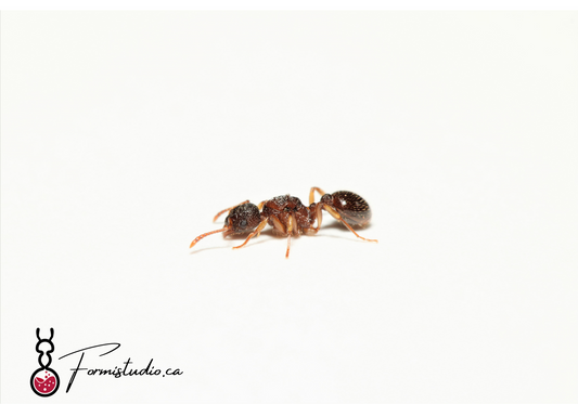 Myrmica Americana ||Live queen|| [American fire ant]