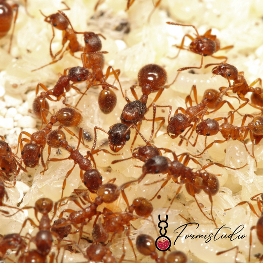 Myrmica rubra ||Live queen|| [European Fire Ant]