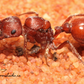 Pogonomyrmex occidentalis ||Live Queen|| [Western Harvester Ant]