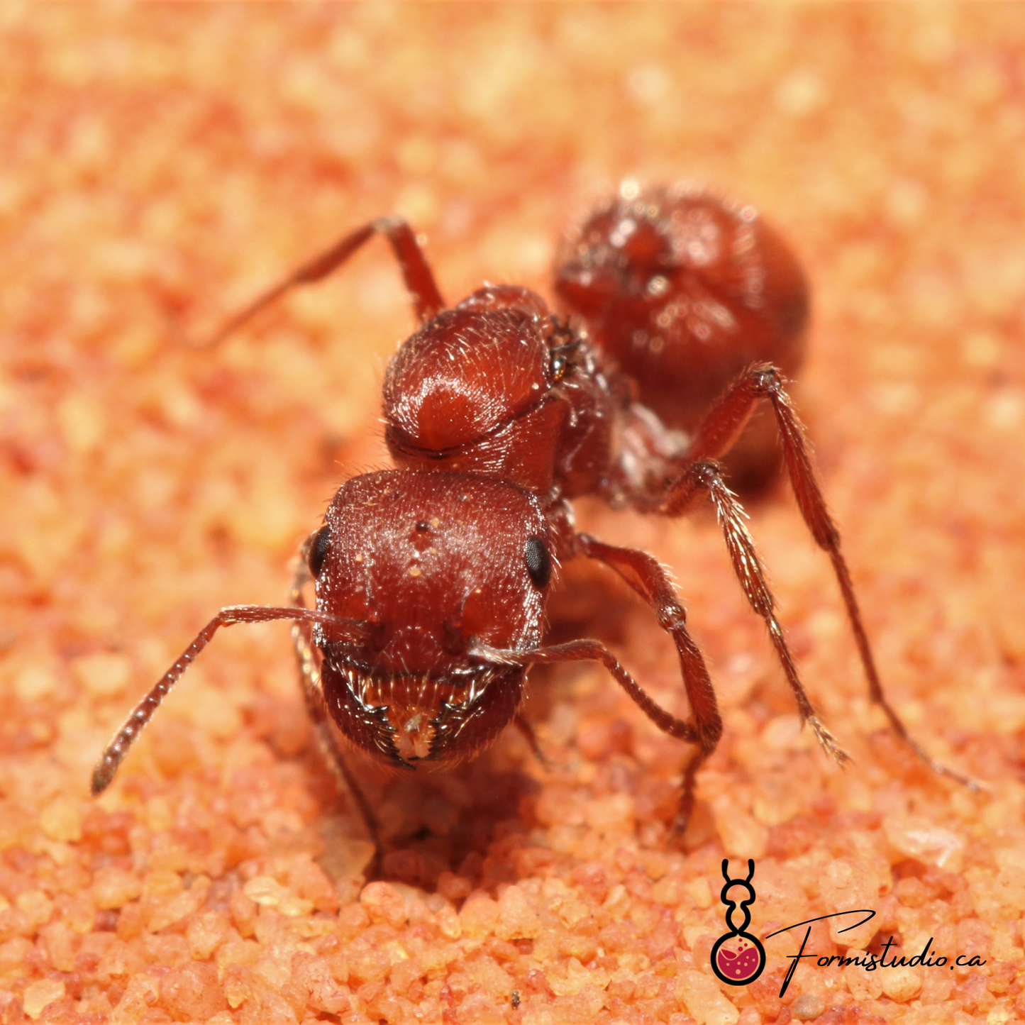 Pogonomyrmex occidentalis ||Live Queen|| [Western Harvester Ant]