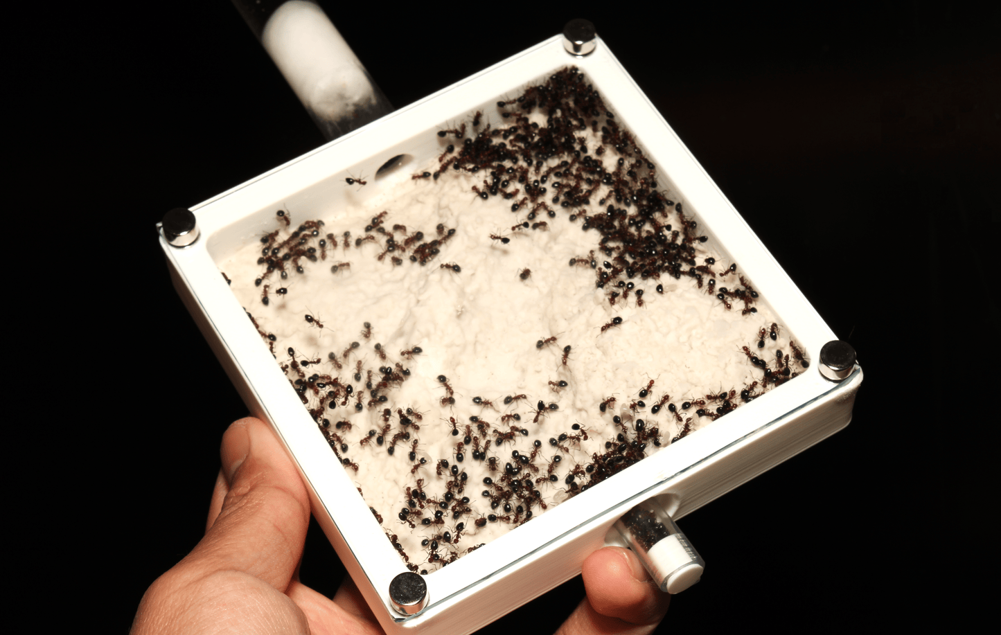 Popcorn Ant Nest