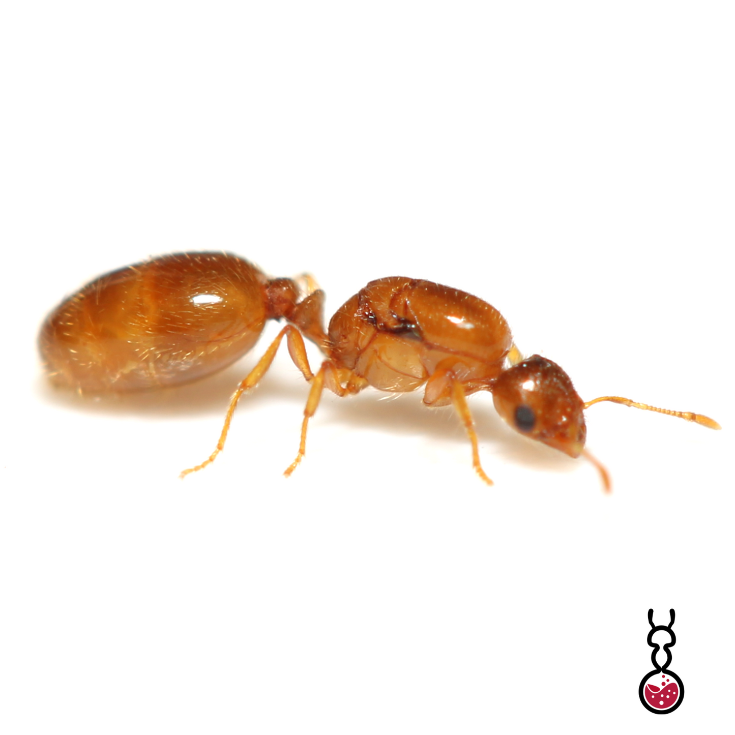 Solenopsis molesta ||Live queen|| [Thief Ant]