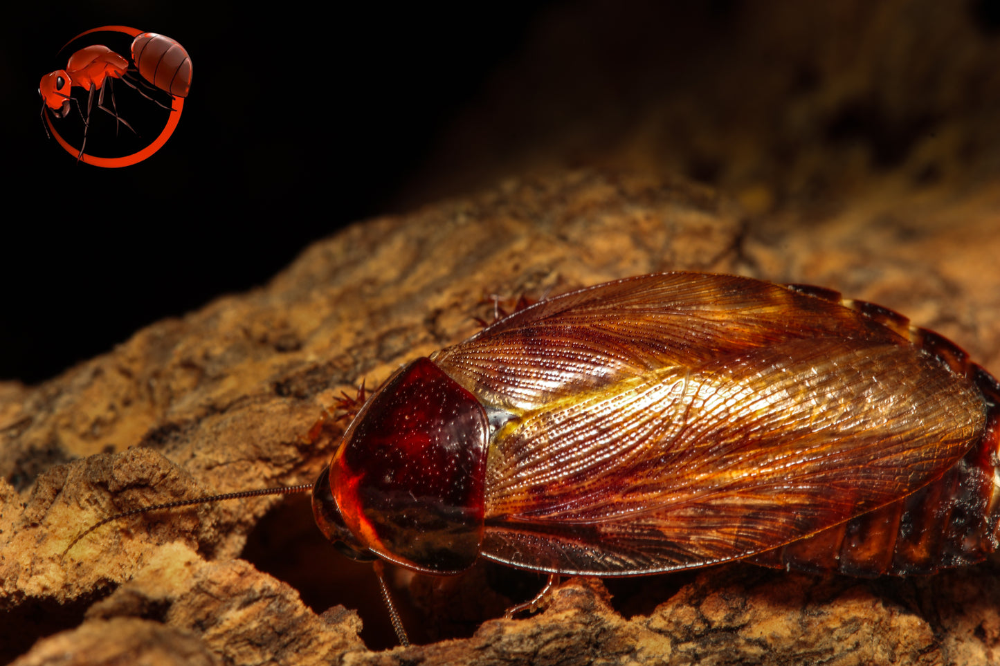 Surinam roaches (Pycnoscelus surinamensis)