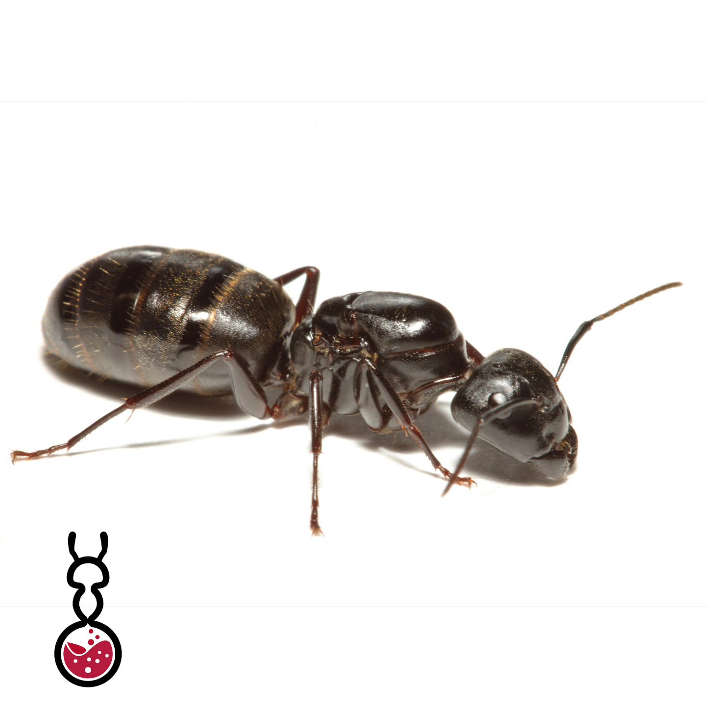 Camponotus Pennsylvanicus ||Live Queen|| [Eastern Black Carpenter Ant]
