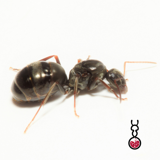Formica Subsericea ||Live queen|| [Dark field ant]