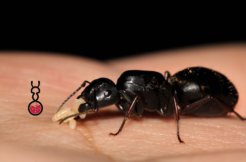 Camponotus Modoc ||Live Queen|| [Western Carpenter Ant]