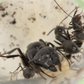 Camponotus Pennsylvanicus ||Live Queen|| [Eastern Black Carpenter Ant]