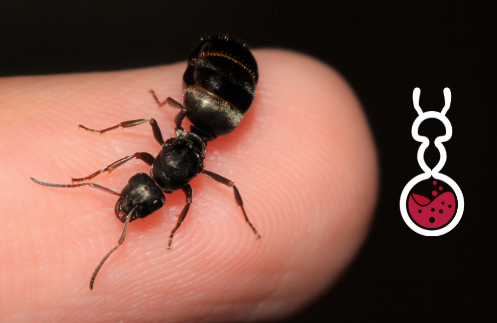 Formica Subsericea ||Live queen|| [Dark field ant]