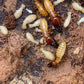 Zootermopsis angusticollis - Pacific Dampwood Termite