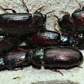 Peanut beetle larvae (Feeder Culture)