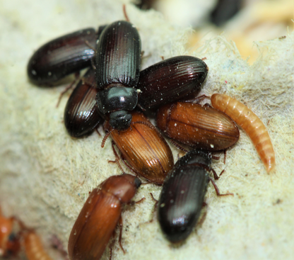 Peanut beetle larvae (Feeder Culture)