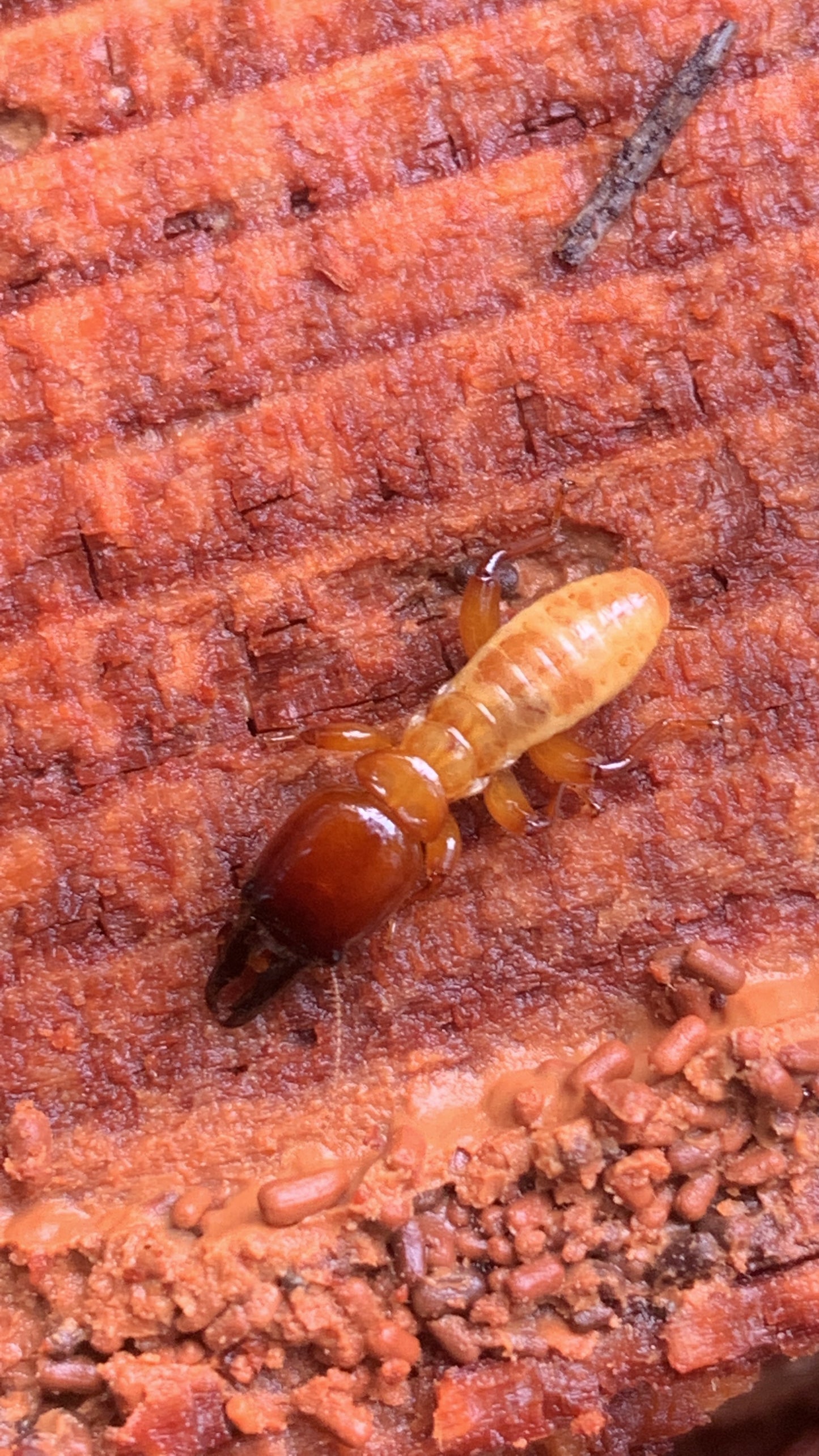 Zootermopsis angusticollis - Pacific Dampwood Termite