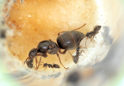 Lasius Neoniger ||Live Queen|| [Labour Day Ant]
