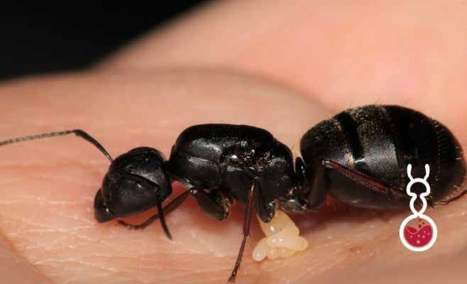 Camponotus Modoc ||Live Queen|| [Western Carpenter Ant]
