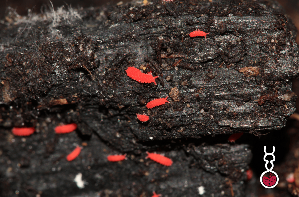 Neanurinae sp. ||Clean Up Crew|| [Thailand Red Springtails] – Formistudio