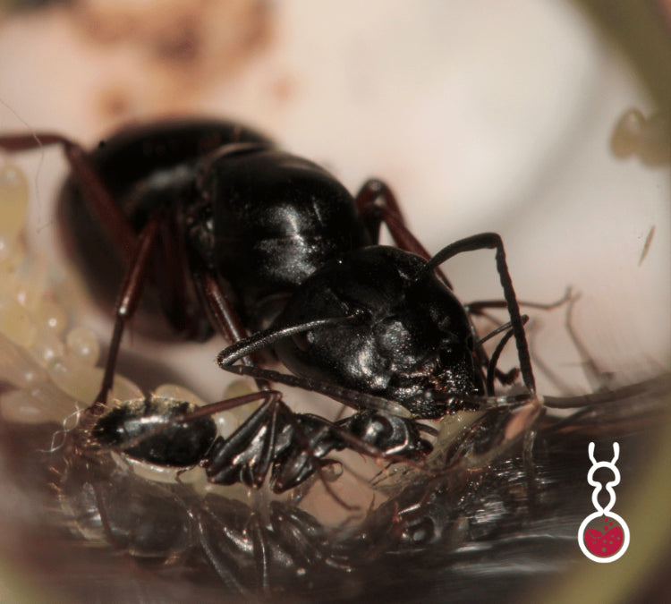 Camponotus modoc ||Live Queen|| [Western Carpenter Ant]