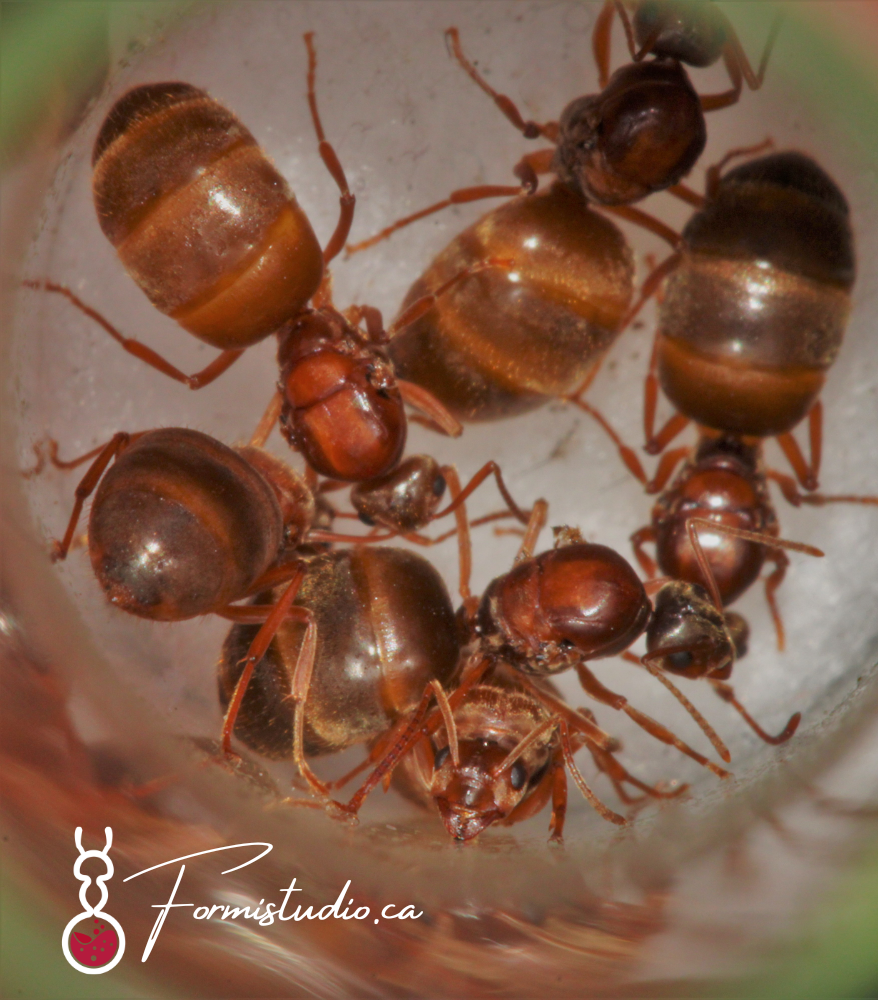 Prenolepis Imparis ||Live queen|| [Winter Ant]